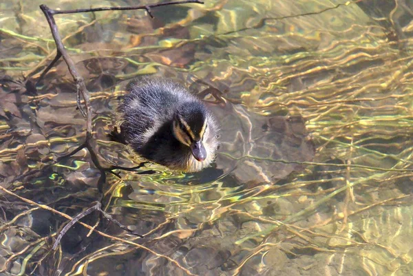 Mignon Petit Canard Nageant Seul Dans Lac Avec Eau Verte — Photo