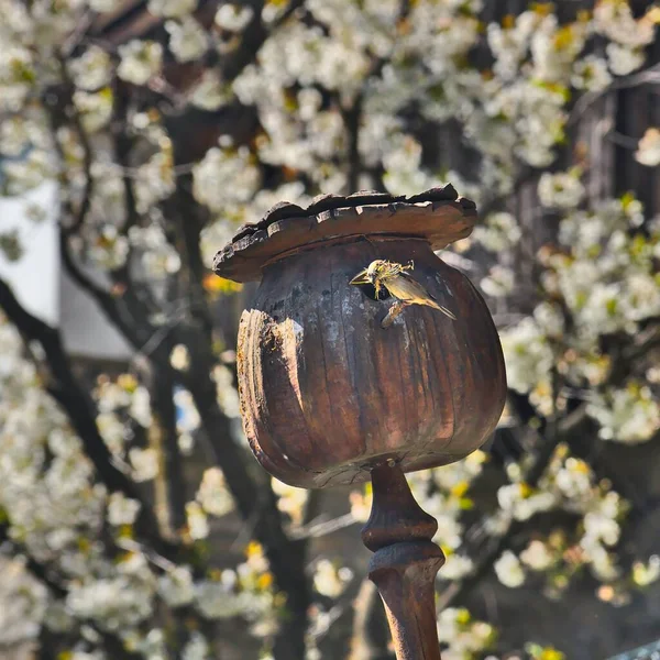 Burung Itu Duduk Depan Rumah Benih Poppy Untuk Burung Wooden — Stok Foto