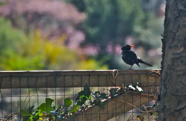 Spring Background Blackbird Fence Background Colorful Garden Copy Space —  Fotos de Stock