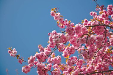 Japon Kiraz Çiçekleri ile bahar arkaplanı. Prunus serrulata. Bahar çiçekleri deseni. Pembe kiraz çiçeği. Bahar çiçekleri deseni. Sacura kiraz ağacı.