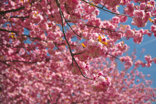 Spring Background Japanese Cherry Flowers Prunus Serrulata Spring Flowers Pattern Royalty Free Stock Photos