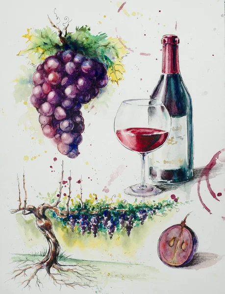 Grapevine Its Fruits Bottle Red Wine Glass Wine Illustration Painted — Zdjęcie stockowe