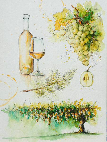 Grapevine Its Fruits Bottle White Wine Glass Wine Illustration Painted Stock Picture