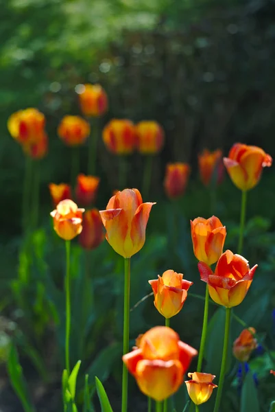 Background Colorful Spring Flowers Orange Yellow Tulips Blurred Background Bokeh — Stock Photo, Image