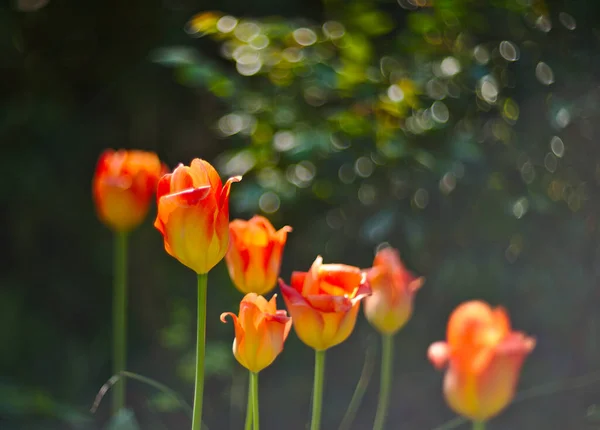 Background Colorful Spring Flowers Orange Yellow Tulips Blurred Background Bokeh — Stock Photo, Image