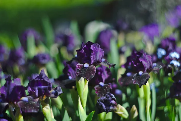 Background Colorful Spring Dwarf Iris Flowers Blurred Background Bokeh Copy — стоковое фото