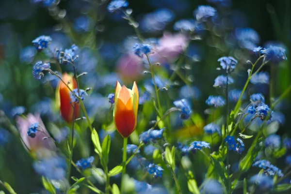 View Delicate Yellow Red Tulips Blurry Background Blue Forget Flowers — Stock Photo, Image