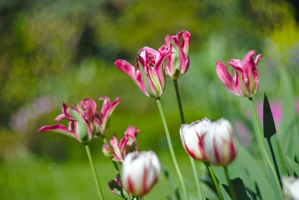 Tulip White Two Tone View Delicate Red Blurry Green Background — Stock Photo, Image