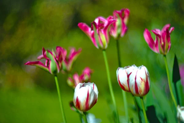 View Delicate Red White Pink Tulips Blurry Green Background Various — Stock Photo, Image
