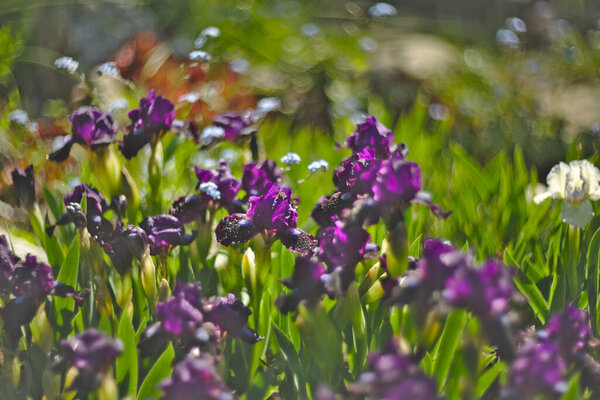 Background Colorful Spring Dwarf Iris Flowers Blurred Background Bokeh Copy Royalty Free Stock Images