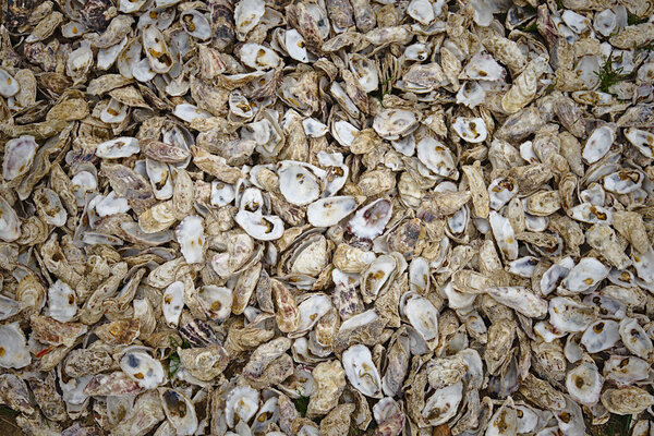 Thousands Empty Shells Eaten Oysters Discarded Sea Floor Gujan Mestras Stock Picture