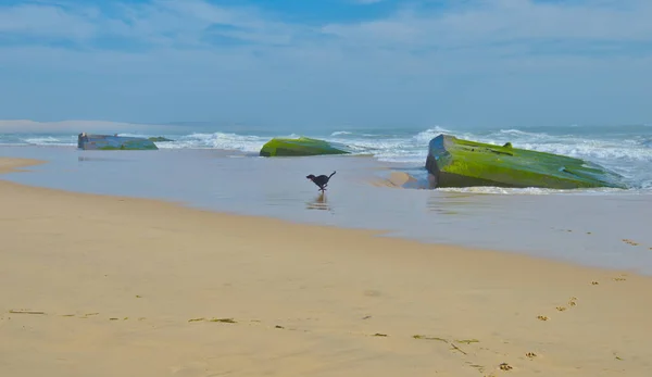 Black Dog Runs Beach Edge Sea Ruins Bunkers Water Background — Stockfoto