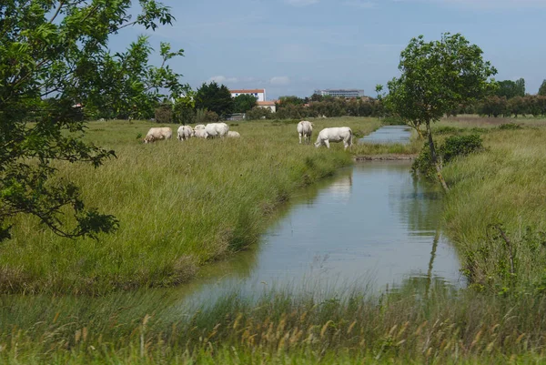 Charolaise Cows Field Farm Close River Brittany France — Stockfoto