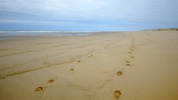 Wide Sandy Beach Horseshoe Tracks Two Horses Sandy Beach — Fotografia de Stock