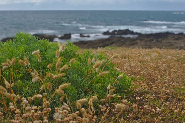 Plants Sea Coast Rocks Water Background Brittany France — ストック写真