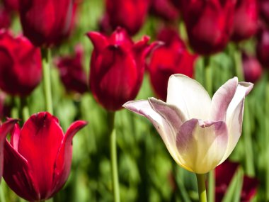 Beyaz Lale ve kırmızı lale