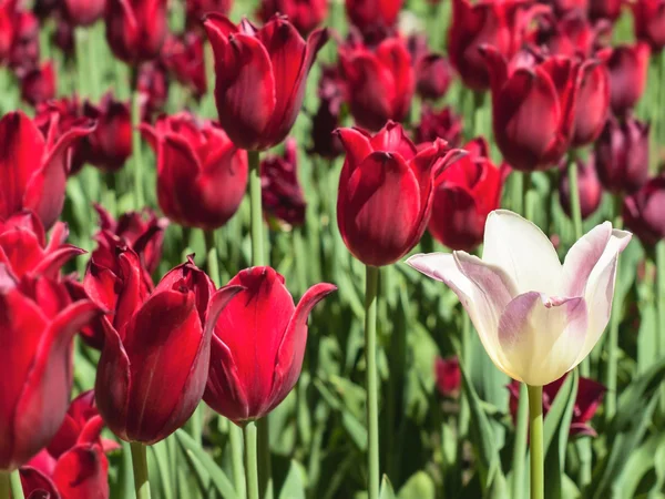 Tulipa branca contra tulipas vermelhas — Fotografia de Stock