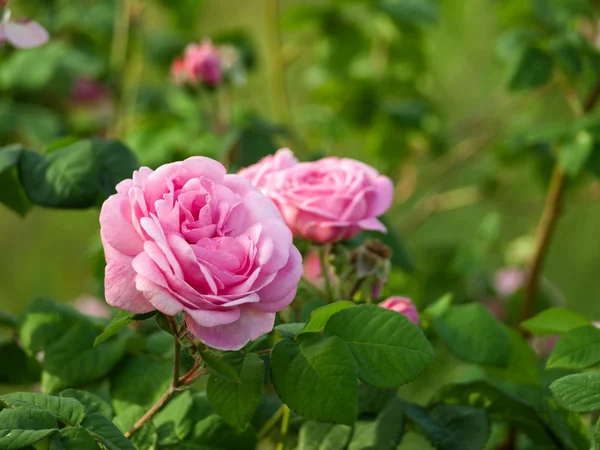 Bela rosa em um fundo verde cedo — Fotografia de Stock