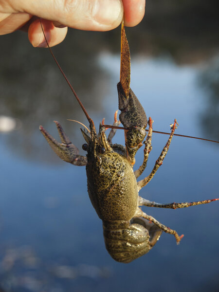 Cancer claws holding on the piece of
