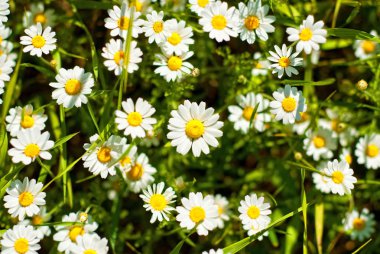 Doğa ve her şey ona bağlı..