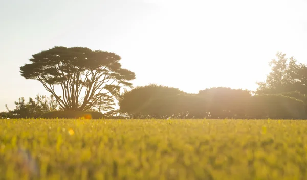Puesta de sol en sabana africana — Foto de Stock