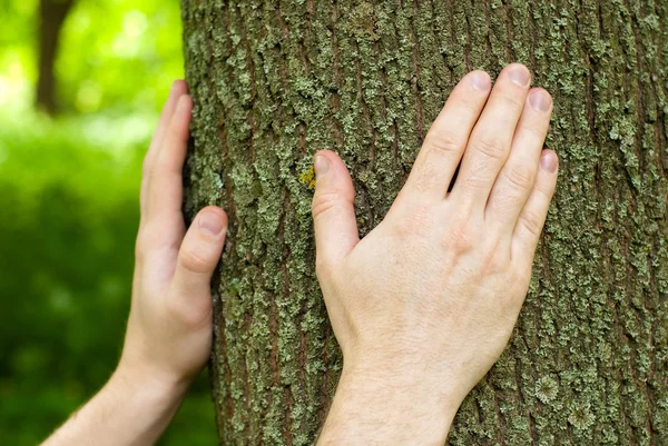 Forestali mani su tronco di quercia . — Foto Stock