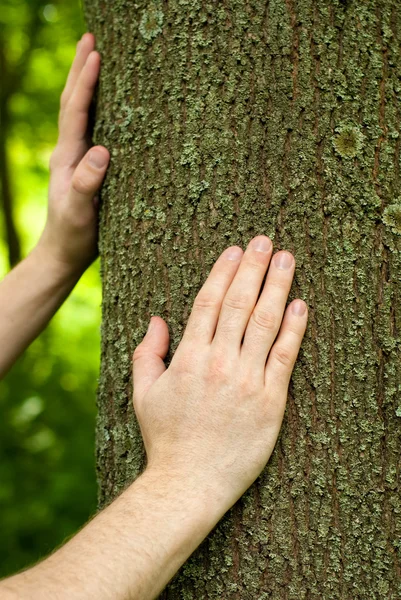 Jägmästare händer på en stam av ek. — Stockfoto