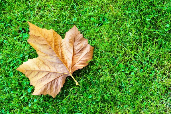 緑の草にカエデの葉 — ストック写真