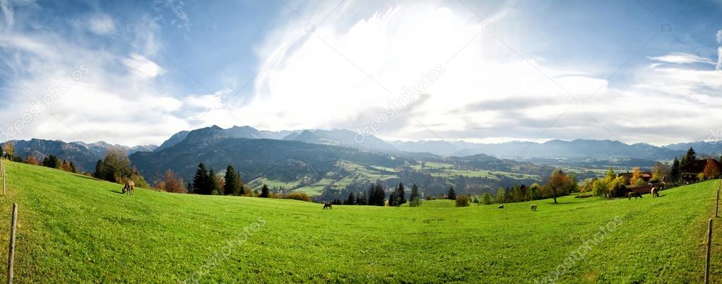 Panoramic view in Alps with cattle eating grass