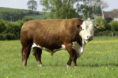 Hereford Bull clipart