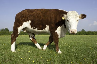 Single Hereford Cow clipart