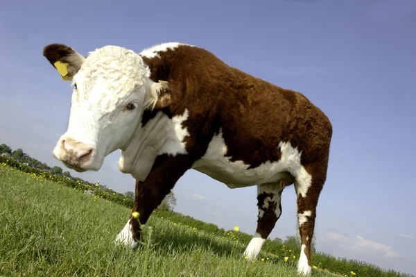 Cow in field — Stock Photo, Image