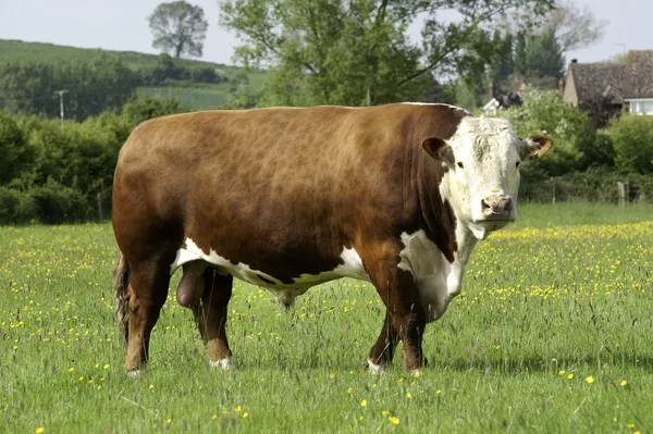 Hereford-Bulle — Stockfoto