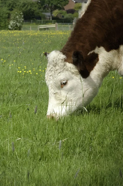 Grazing cow — Stock Photo, Image