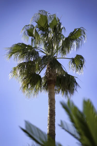 Palma i błękitne niebo — Zdjęcie stockowe