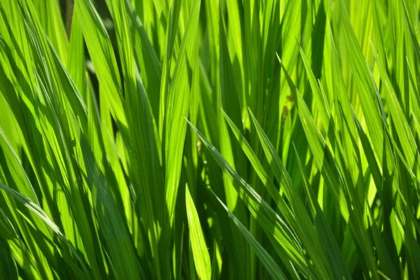 Green Fronds Plants Garden — Stock Photo, Image