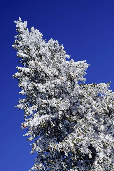 Een Sneeuw Overdekte Conifer Guatapé — Stockfoto