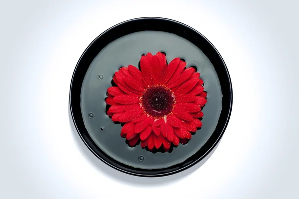 A flor vermelha Imagem De Stock