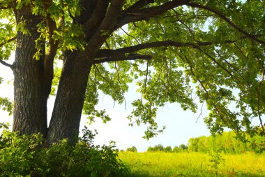 Oak tree with huge branches on summer meadow at sunny day clipart