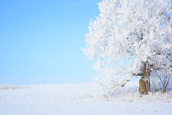 Albero — Foto Stock