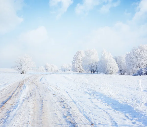 Trees — Stock Photo, Image