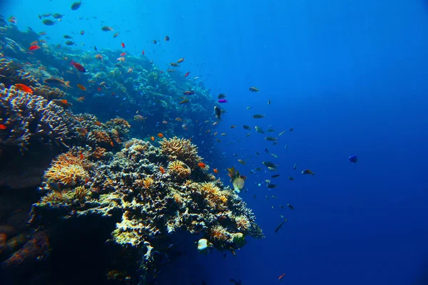 Arrecife — Foto de Stock