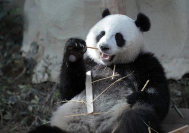 Panda.