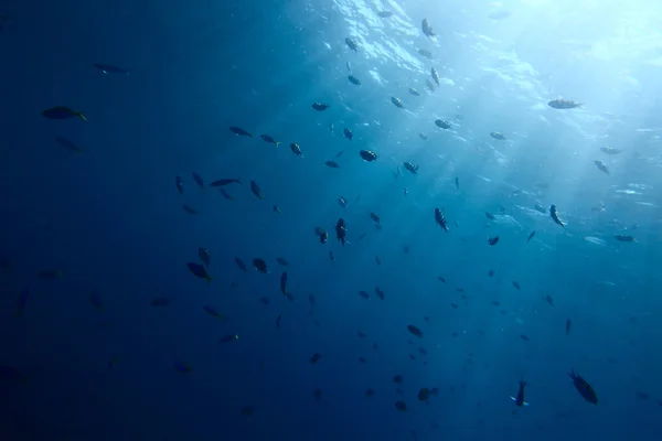 Brote submarino de una surfase de agua desde el fondo con algunos peces y rayos de sol — Foto de Stock