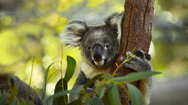 Koala