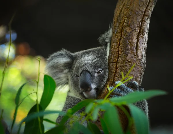 Koala — Zdjęcie stockowe