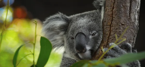 Fotos De Koala Durmiendo De Stock Koala Durmiendo Imagenes Libres De Derechos Depositphotos Fotos De Koala Durmiendo De Stock Koala Durmiendo Imagenes Libres De Derechos Depositphotos