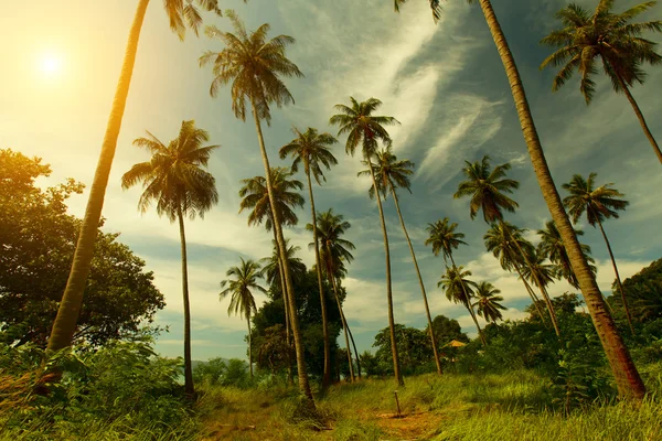 Пальмы — стоковое фото