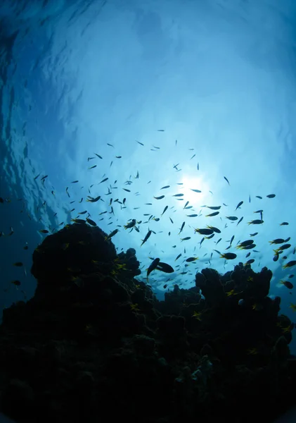 Arrecife — Foto de Stock