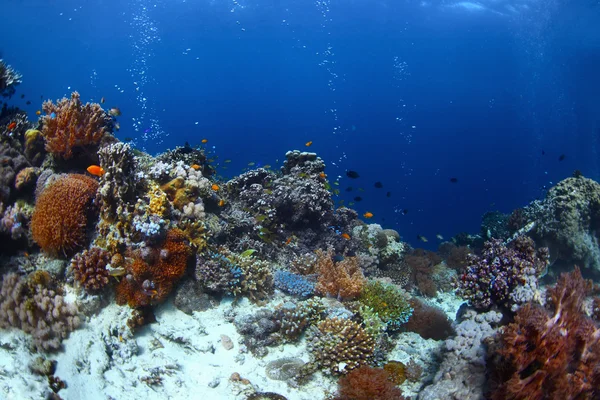 Resif — Stok fotoğraf